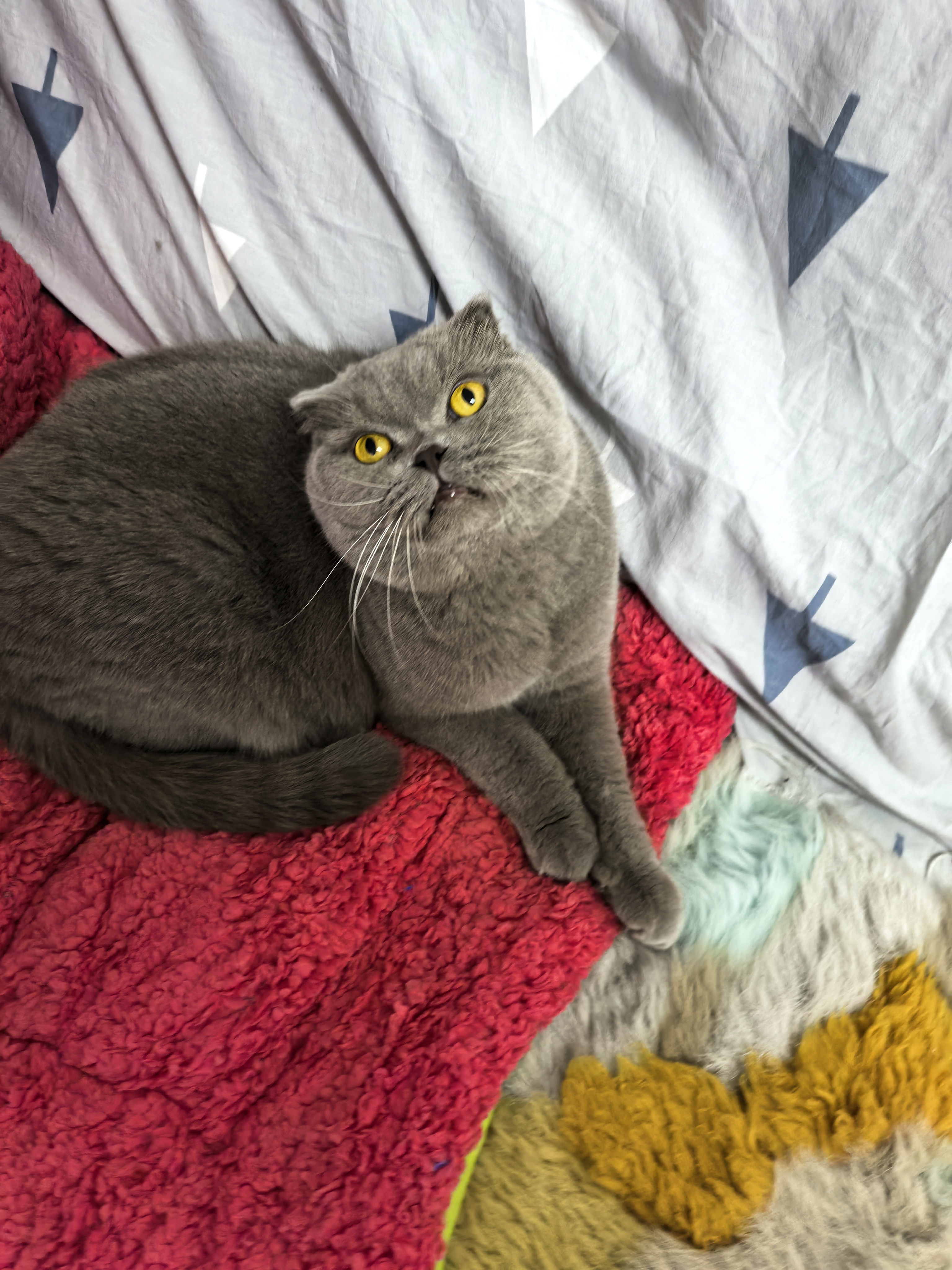 蓝猫弟弟六岁，身体健康，粘人，活泼可爱，性格温顺，免费领养哦，有喜欢可以